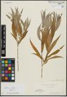 Foto von Salix alba subsp. vitellina (L.) Arcang. x Salix babylonica L.